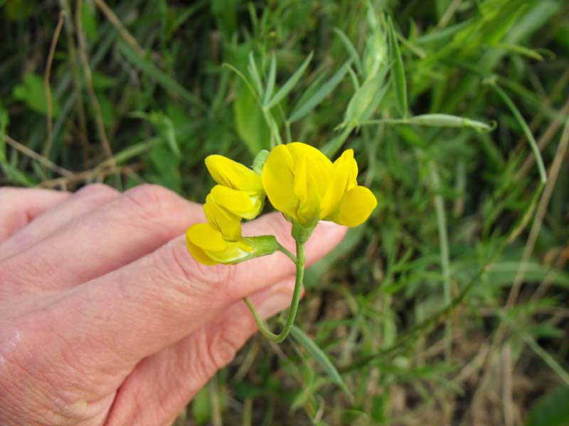 Lathyrus pratensis